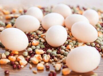 宝宝可以吃鸽子蛋吗 鸽子蛋的营养价值