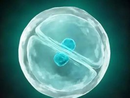 试管婴儿的冷冻胚胎有哪些优缺点