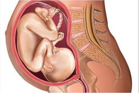 怀孕1一9月肚子变化图
