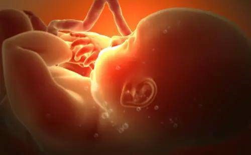 胎儿在娘胎里都是什么样子