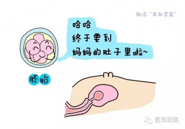 什么是试管婴儿？试管婴儿流程过程