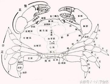 螃蟹为什么横着走