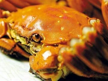 螃蟹如何保存 活螃蟹怎么保存