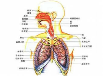 白果的功效与作用及食用方法