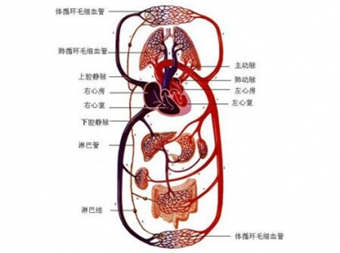 白果的功效与作用及食用方法