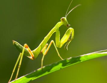 什么是益虫 益虫有哪些昆虫