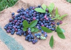蓝莓怎么吃减肥