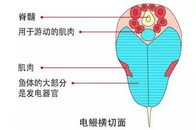 电鳗为什么会放电 电鳗能电死人吗