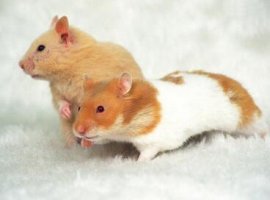 仓鼠的英文 hamster怎么读