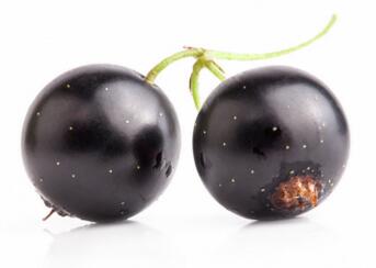 孕妇可以吃黑加仑葡萄吗