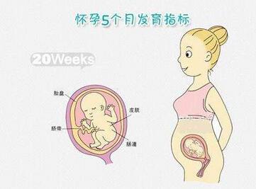 怀孕五个半月的胎儿有多大