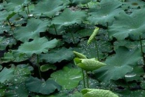 形容夏天下雨的成语