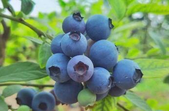 蓝莓的功效与作用有哪些