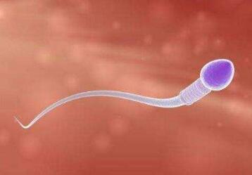 精子在输卵管存活的时间