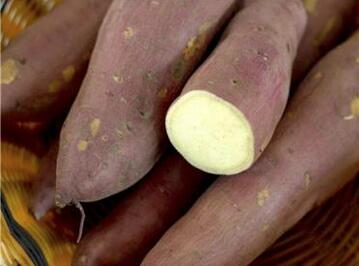 红薯发芽了食用后中毒是怎么回事
