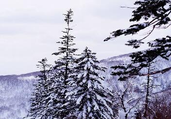 终南望馀雪翻译