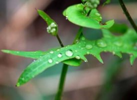 描写春雨的诗句有哪些