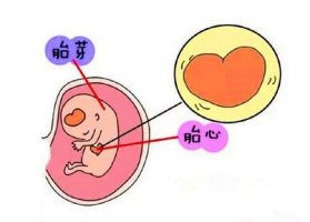 胚芽大小看男孩女孩