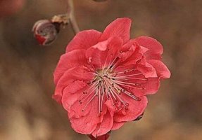 一朵早醒的桃花 桃花的幼儿故事