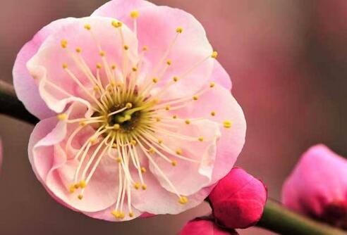 花中魁首是梅花