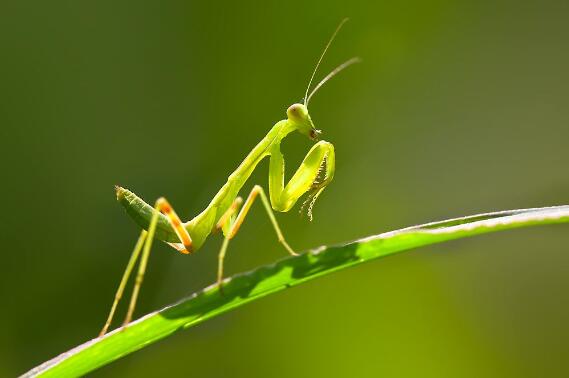 螳螂是益虫还是害虫