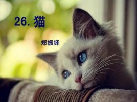 郑振铎猫教案