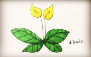 花朵马蹄莲简笔画教程图片
