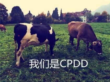 cpdd是什么意思