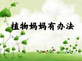 植物妈妈有办法课文原文