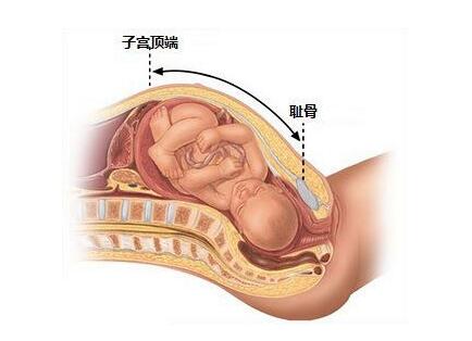 孕妇耻骨位置图 耻骨是哪个部位