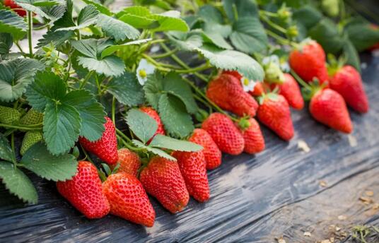 十大低糖水果有哪些 草莓