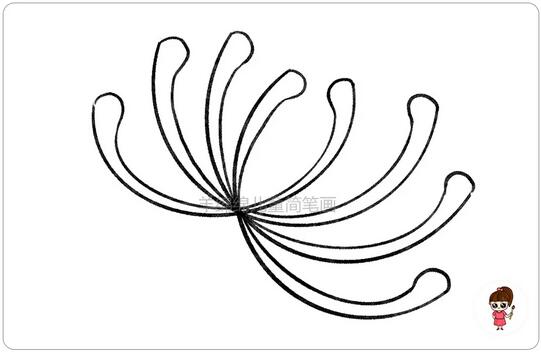 重阳节菊花简笔画教程图片