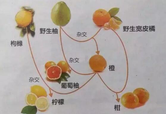 橙子、橘子、金桔、柚子，秋冬怎么吃才好？