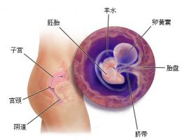 怀孕1一9月肚子变化图