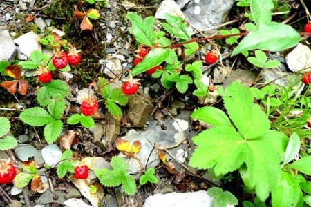 野生草莓