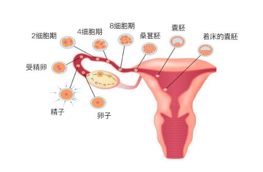 怀胎十月胎儿发育过程变化图解