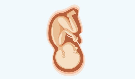 怀胎十月胎儿发育过程变化图解