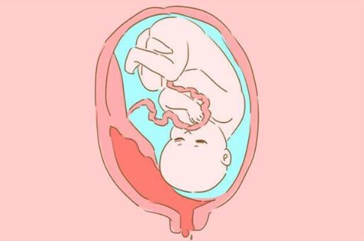 哪些因素影响胎儿大小
