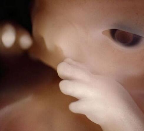 高清胎儿发育过程图