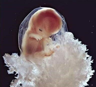高清胎儿发育过程图