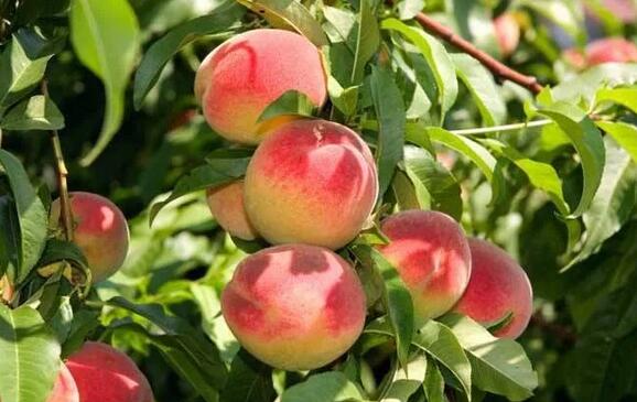 孕妇禁吃十大水果 桃子