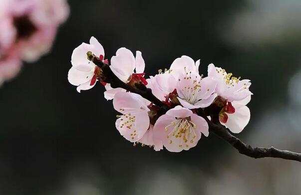 花朵简笔画《杏花》