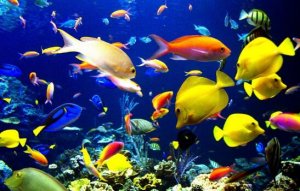 热带鱼一般生活在什么水中