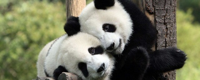 大熊猫为什么是国宝