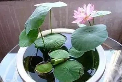 10种水培植物花卉，干净又养眼
