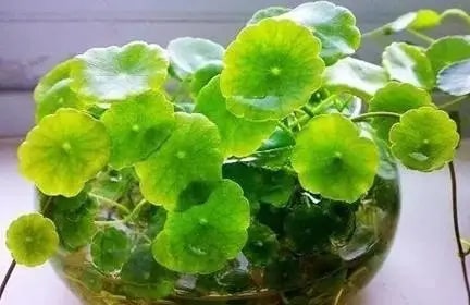 10种水培植物花卉，干净又养眼