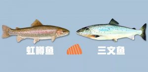 虹鳟鱼和三文鱼的区别