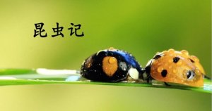 昆虫记读后感400字优秀作文（6篇）