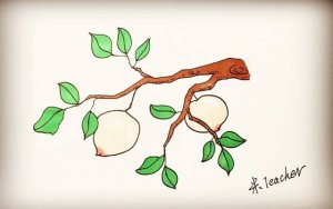 桃树上的桃子简笔画步骤图片