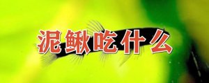 泥鳅吃什么